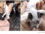 anak-kucing-kasian.jpg