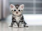 anak-kucing12.jpg