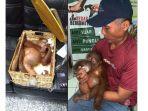 anak-orangutan-ditemukan-di-dalam-koper-bule-rusia.jpg