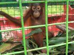 anak-orangutan12312.jpg