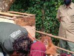 anak-orangutan12345.jpg
