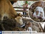 anak-sapi-kepala-dua-milik-sugiyat_20171022_080234.jpg