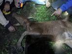 anak-sapi1111.jpg