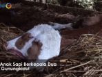 anak-sapi_20171022_161307.jpg