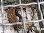 anakan-komodo-yang-diperjualbelikan.jpg