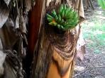 aneh-bin-ajaib-setelah-dipotong-pohon-pisang-ini-jadi-begini_20160622_115716.jpg