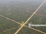 aneh-perusahaan-perkebunan-di-riau-yang-bangkrut-dapat-izin-pema.jpg