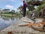 anggota-amphibi-saat-mengambil-bangkai-ikan-di-sungai-deli-rengas-pulau-kecamatan.jpg