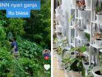anggota-bnn-yang-viral-ternyata-sudah-punya-koleksi-70-tanaman-hias-terpincut-sejak-adanya-pandemi.jpg