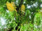 anggrek-kebun-raya-bogor_20160210_163614.jpg