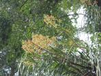 anggrek-raksasa_20160204_070232.jpg