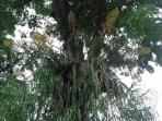 anggrek_20160203_212001.jpg