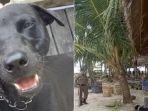 anjing-956.jpg
