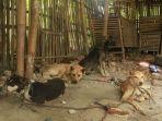 anjing-anjing-di-lokasi-penjagalan.jpg