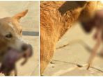 anjing-bawa-bayi-baru-lahir_20171023_132212.jpg