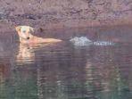 anjing-buaya-india.jpg