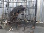 anjing-buduk-di-dalam-kandang-di-lokasi-perampokan-toko-emas-gaya-baru.jpg
