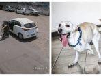 anjing-cacat-dibuang-pemiliknya-sempat-pulang-ke-rumah-tapi-dibuang-lagi-di-hari-yang-sama.jpg