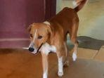 anjing-di-kerala-india-masih-menunggu-d.jpg