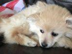 anjing-dikubur-hidup1.jpg