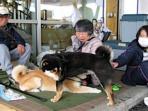 anjing-diungsikan-akibat-gempa-kumamoto_20160419_074734.jpg