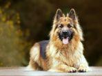 anjing-german-shepherd-867687y.jpg