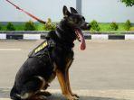 anjing-german-spherd-1.jpg