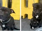 anjing-hitam-jenis-staffordshire-bull-terrier_20150217_175623.jpg