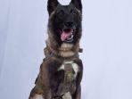 anjing-isis-nih2.jpg