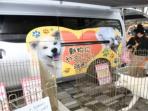 anjing-jepang-nih3_20161031_181409.jpg