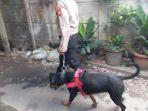 anjing-k9-melacak-narkoba-di-kampung-boncos-1.jpg