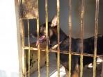 anjing-k9_20160820_175640.jpg