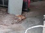 anjing-kecil-berwarna-cokelat-milik-satu-keluarga-yang-tewas-di-bekasi.jpg