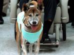 anjing-kesayangan-raja-bhumibol_20151217_020627.jpg