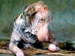 anjing-kudis_20150928_211722.jpg