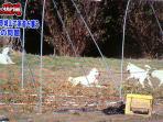 anjing-liar-di-kota-maebashi-jepang_20151207_072054.jpg