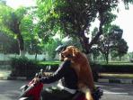 anjing-lucu_20150120_030238.jpg