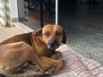 anjing-malang-di-sao-paolo_20180312_113607.jpg