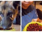 anjing-menangis-saat-dipaksa-makan-makanan-pedas-pemiliknya-ikut-tantangan-baru-di-internet.jpg
