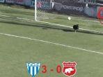 anjing-menyelamatkan-gol.jpg