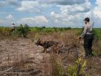 anjing-pelacak_20160907_191519.jpg