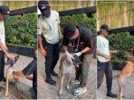 Diperiksa Dokter Hewan, Terkuak Kondisi Anjing yang Dipukul Sekuriti Plaza Indonesia : Ada Memar?