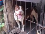anjing-pit-bull_20180429_203657.jpg