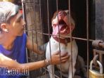 anjing-pitbull-kini-dirawat-dian-wicaksono_20170807_142344.jpg