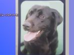 anjing-polisi-jepang-nih2_20170710_193701.jpg