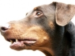 anjing-polisi3.jpg
