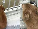 anjing-setia-menunggu1.jpg