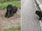anjing-setia1.jpg