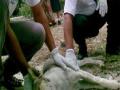 anjing-terkena-rabies.jpg