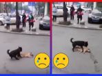 anjing-tertabrak-mobil_20180217_114813.jpg